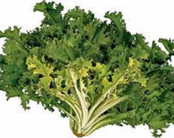 Endive, Broadleaf Batavian Endive Lettuce Seeds, Heirloom, NON GMO, Country Creek Acres