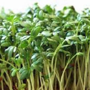 Cress, Curled Cress Seeds, Heirloom, Spouting, NON GMO, Country Creek Acres