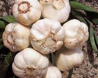 Garlic Whole Bulbs Sold by the Ounce, Fresh California Softneck Garlic, Heirloom. NON GMO, Country Creek Acres