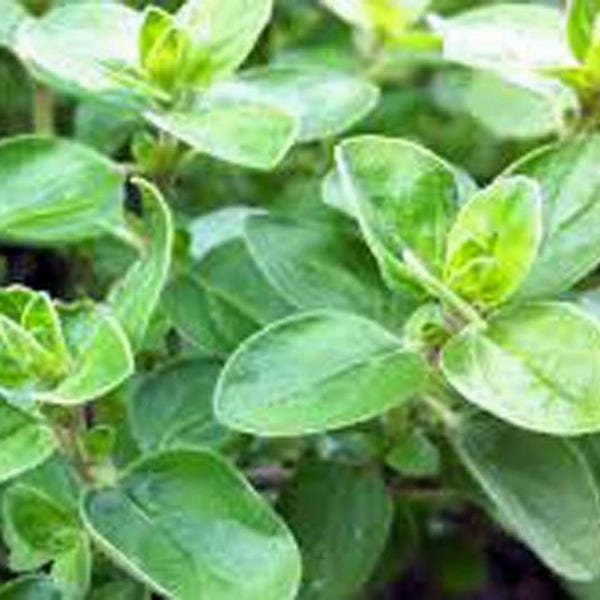 Mexican Oregano Seeds Etsy