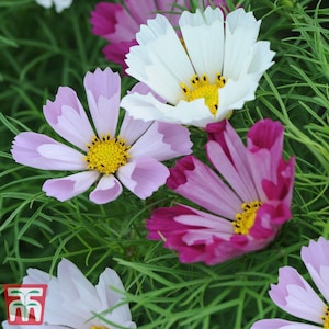 May include: A close-up of pink, white, and magenta cosmos flowers with yellow centers. The flowers are in bloom and have delicate petals. The flowers are surrounded by green foliage.