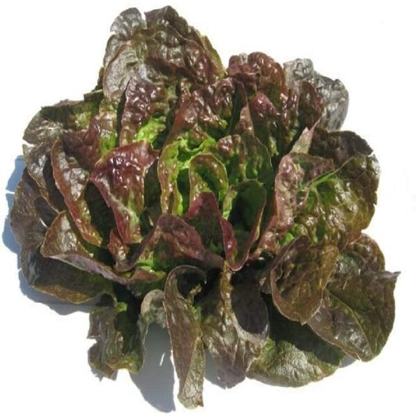 Bronze Mignonette Butterhead Lettuce Seeds, Heirloom, NON GMO, Country Creek Acres