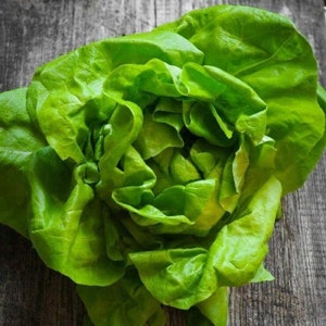 Tom Thumb Lettuce Seeds, Heirloom, NON GMO, Country Creek Acres