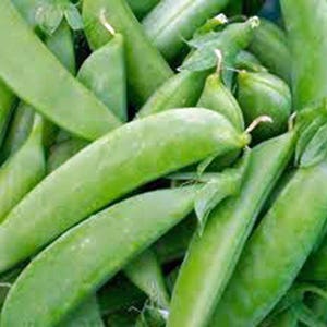 Pea, Sugar Snap Pea Seeds, Heirloom, NON GMO, Country Creek Acres image 1