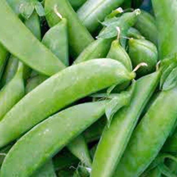 Pea, Sugar Snap Pea Seeds, Heirloom, NON GMO, Country Creek Acres