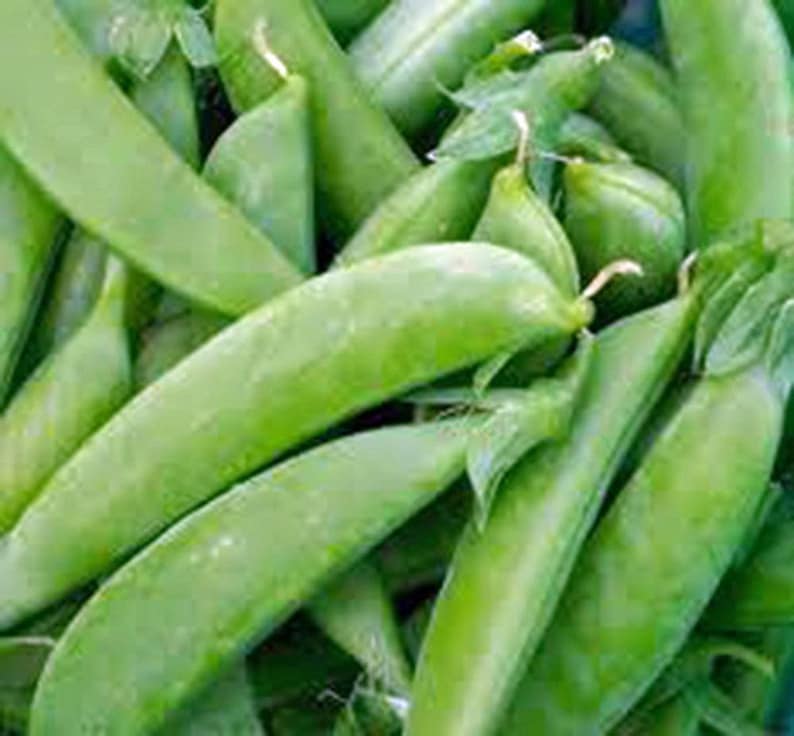 Pea, Sugar Snap Pea Seeds, Heirloom, NON GMO, Country Creek Acres image 1