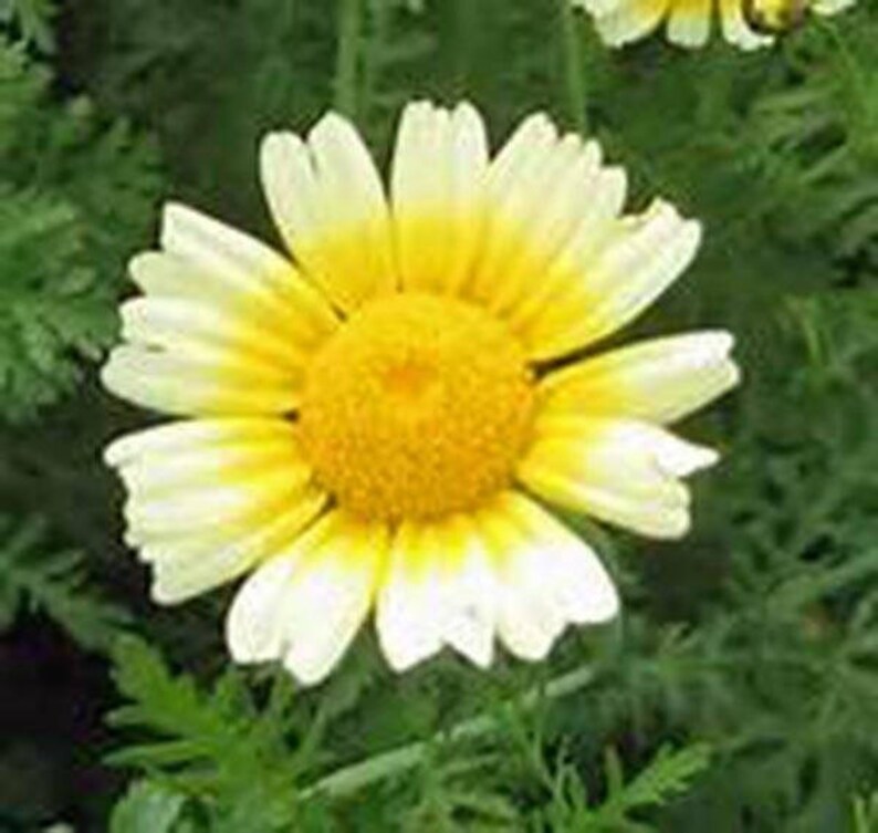 Garland Daisy Seeds Heirloom Country Creek Acres Etsy