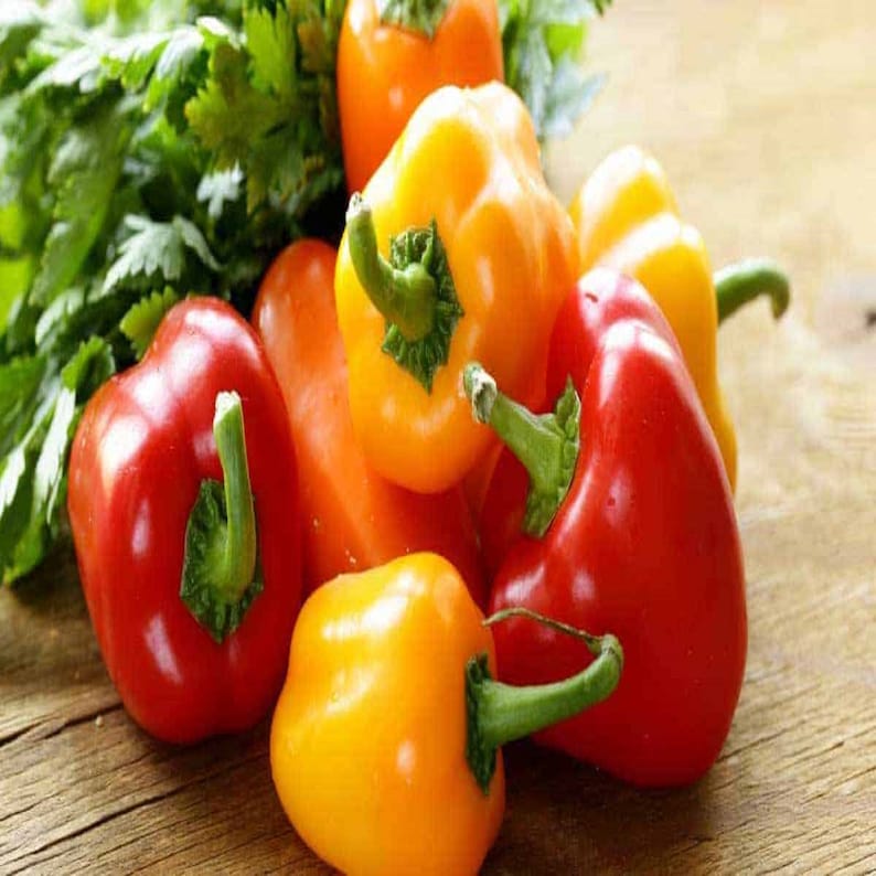 Pepper California Bell Pepper Seeds Etsy