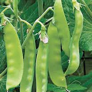 Pea, Sugar Snap Pea Seeds, Heirloom, NON GMO, Country Creek Acres image 3