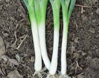 Onion, Tokyo Long White Bunching Onion Seeds, Heirloom, NON GMO, Country Creek Acres