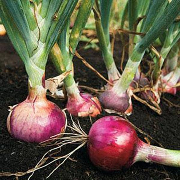 Onion, Red Burgundy Onion Seeds, Heirloom, Country Creek Acres