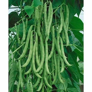Bean, Kentucky Wonder Pole Green Bean, heirloom, NON-GMO seeds, Classic Bean