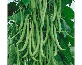 Bean, Kentucky Wonder Pole Green Bean, heirloom, NON-GMO seeds, Classic Bean