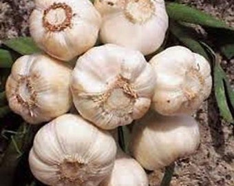 Garlic, Fresh California Softneck Garlic, Sold by the Bulb, For Planting, Growing & Eating, Heirloom, NON GMO, Country Creek Acres