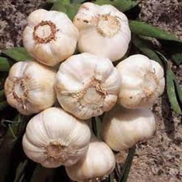 Garlic, Fresh California Softneck Garlic, Sold by the Bulb, For Planting, Growing & Eating, Heirloom, NON GMO, Country Creek Acres