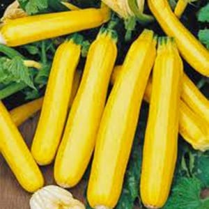 Squash, Golden Summer Zucchini Squash Seeds, Heirloom, NON GMO, Country Creek Acres
