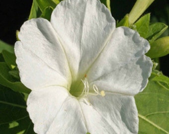 Four O'Clock White Flower Seeds, Heirloom, Country Creek Acres
