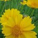 see more listings in the Flower Seeds section