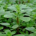 Purslane Seeds, Heirloom, NON GMO, Country Creek Acres