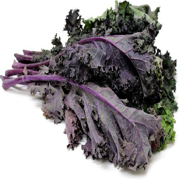 Kale, Red Kale Seeds, Heirloom, NON GMO, Country Creek Acres