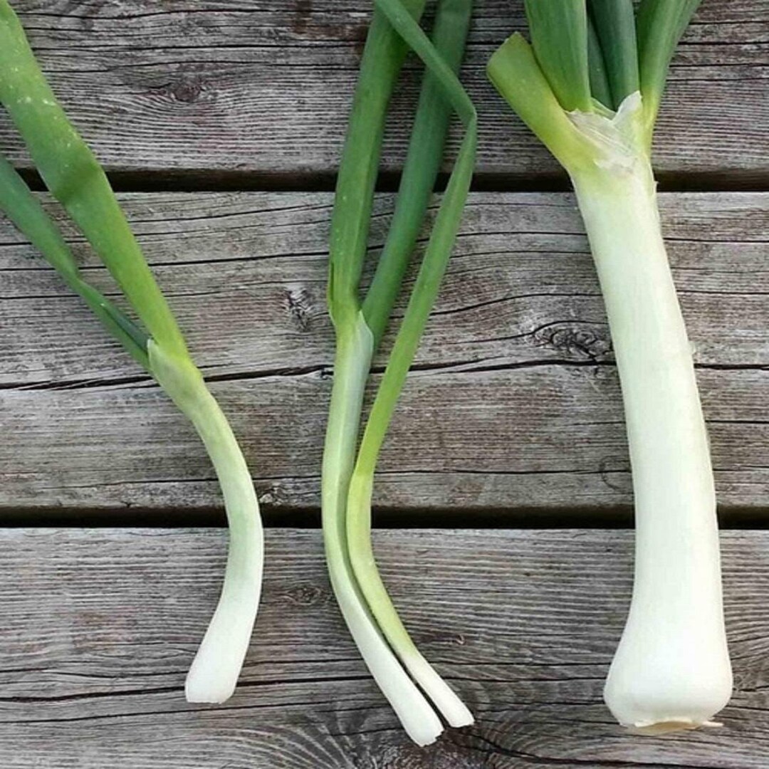 Onion, Evergreen Bunching Nebuka Onion Seeds, Heirloom, NON GMO, Country Creek Acres Etsy