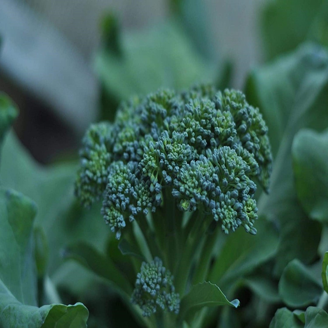 Broccoli Di Ciccio Seeds Heirloom NON GMO Country Creek Etsy