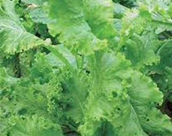 Mustard Greens, Southern Giant Curled Mustard Greens, Heirloom, NON GMO, Country Creek Acres