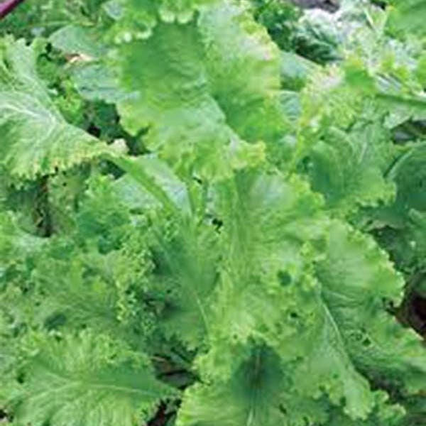 Mustard Greens, Southern Giant Curled Mustard Greens, Heirloom, NON GMO, Country Creek Acres