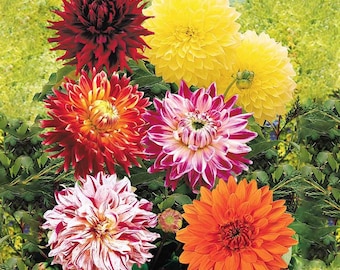 Dinnerplate Dahlia Mix - HUGE, Showstopping Blooms! -  Variety of Colors & Forms - Summer/Fall Blooming - Tuber
