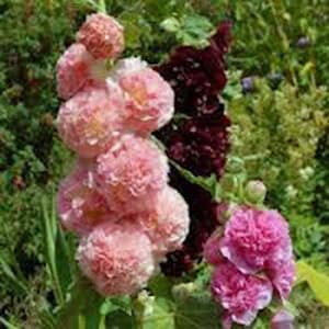 Hollyhock Mixed Flower Seeds, Heirloom, Country Creek Acres image 5