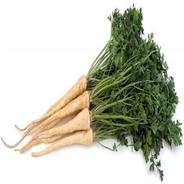 Parsley, Hamburg Rooted Parsley Seeds, Heirloom, NON GMO, Country Creek Acres