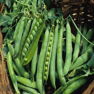 May include: A close-up of a basket full of fresh green pea pods. Some of the pods are open, revealing the bright green peas inside.