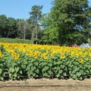 Sunflower, Mammoth Russian, newly harvested for each growing season , 7-10 foot tall Country Creek