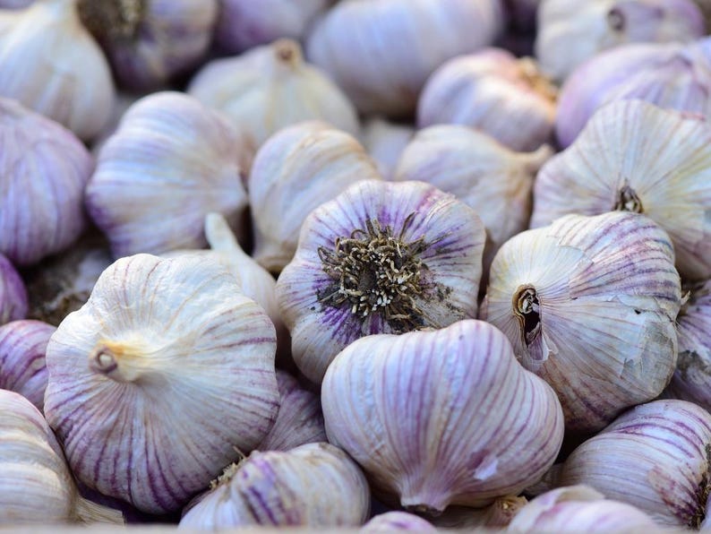 May include: A close-up of a group of garlic bulbs. The garlic bulbs are white with purple stripes and have a papery skin.