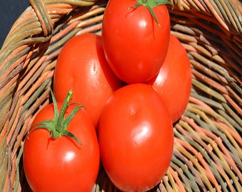 Tomato, Celebrity Tomato Seeds, NON GMO, Country Creek Acres