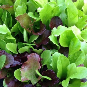 Mesclun Mix Lettuce Seeds, Heirloom, NON GMO, Country Creek Acres