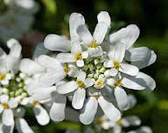 Candytuft Tall Mix Seeds, Heirloom, Country Creek Acres