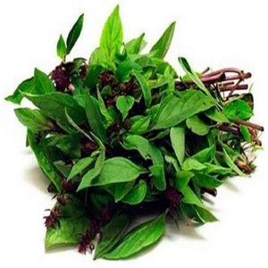May include: A bunch of fresh green Thai basil with purple flowers. The basil leaves are arranged in a loose cluster, with some of the stems visible.