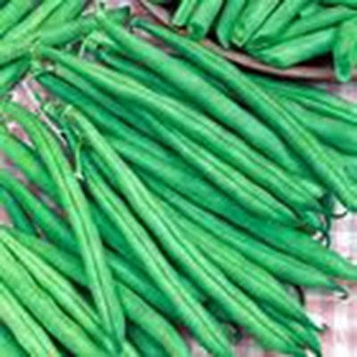 Beans - Roma II Bush | Friends School Plant Sale