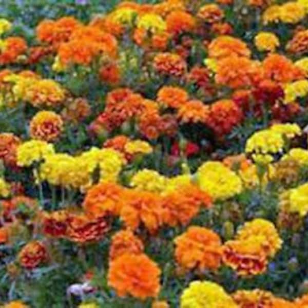 French Merigold Flower Seeds, Heirloom, Country Creek Acres
