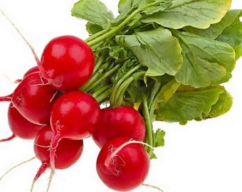 Radish, Early Scarlet Globe Radish Seeds, Heirloom, NON GMO, Country Creek Acres