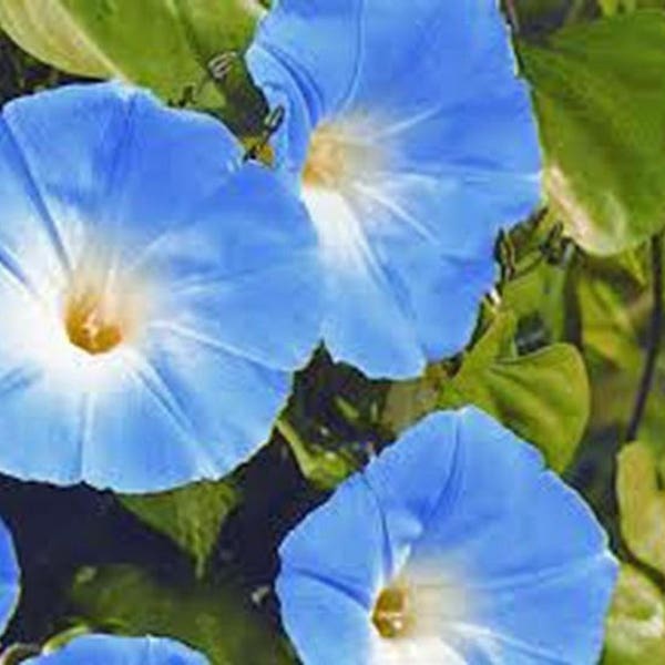 Morning Glory Blue Flower Seeds, Heirloom, Country Creek Acres