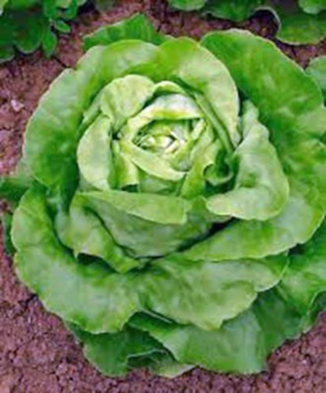 Lettuce, Buttercrunch Butterhead Lettuce Seeds, Heirloom, NON GMO