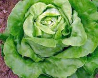 Lettuce, Buttercrunch Butterhead Lettuce Seeds, Heirloom, NON GMO, Country Creek Acres