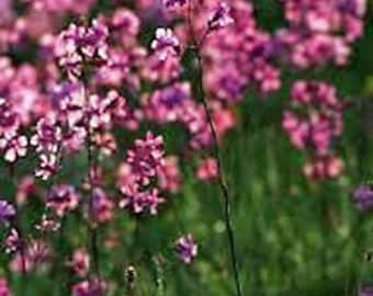 Catchfly Seeds, Heirloom, Country Creek Acres