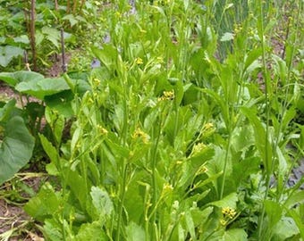 Mustard Greens, Old Fashioned Mustard Green Seeds, Heirloom, NON GMO, Country Creek Acres