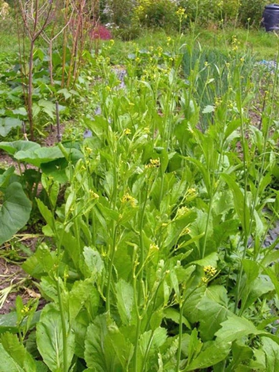 Mustard Greens Old Fashioned Mustard Green Seeds Heirloom Etsy