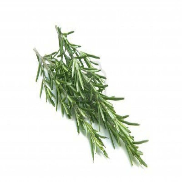 Rosemary Herb Seeds, Heirloom, NON GMO, Country Creek Acres