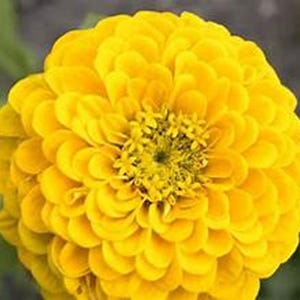 May include: A close-up of a fully bloomed yellow zinnia flower. The flower has many layers of petals, creating a dense, rounded shape. The center of the flower is a darker yellow with small, tightly packed structures.