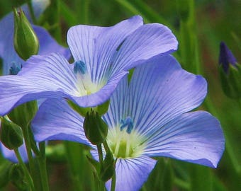 Blue Flax Flower Seeds, Heirloom, Country Creek Acres